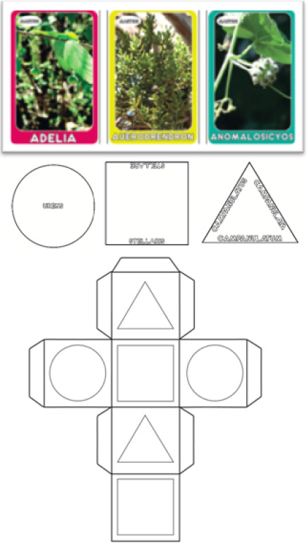 Exemplos de peças do jogo Nomina plantarum – na primeira fileira, exemplos de cartas; na segunda, exemplos de fichas; na última fileira, diagrama aberto do dado.1